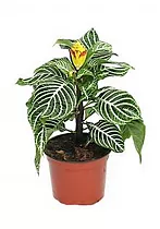 Афеландра желтая - Aphelandra Squarrosa Dania D12 H30