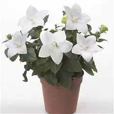 Платикодон белый - Platycodon grand Astra White D12 H24