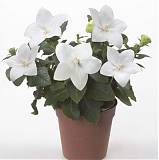 Платикодон белый - Platycodon grand Astra White D12 H24