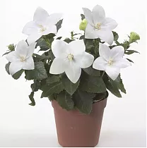 Платикодон белый - Platycodon grand Astra White D12 H24