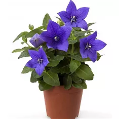 Платикодон голубой - Platycodon grand Astra Blue D12 H24