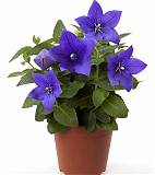 Платикодон голубой - Platycodon grand Astra Blue D12 H24
