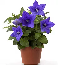 Платикодон голубой - Platycodon grand Astra Blue D12 H24