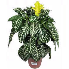 Афеландра желтая - Aphelandra Squarrosa Dania D20 H60