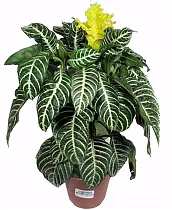 Афеландра желтая - Aphelandra Squarrosa Dania D20 H60