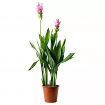 Куркума 3 цветоноса пурпурная - Curcuma alismatifolia D13 H50