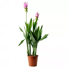 Куркума 3 цветоноса пурпурная - Curcuma alismatifolia D13 H50