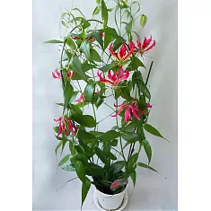 Глориоза Ротшильда красная - Gloriosa rothschildiana D21 H120