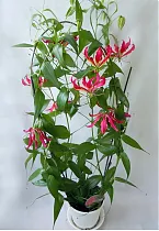 Глориоза Ротшильда красная - Gloriosa rothschildiana D21 H120