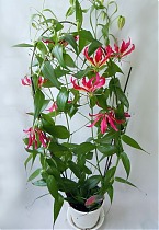 Глориоза Ротшильда красная - Gloriosa rothschildiana D21 H120