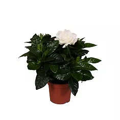 Гардения жасминовидная - Gardenia Jasminoides D12 H15