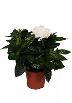 Гардения жасминовидная - Gardenia Jasminoides D12 H15