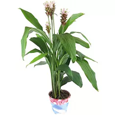 Куркума 3 цветоноса коричневая - Curcuma Siam Carara D13 H50