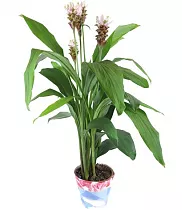 Куркума 3 цветоноса коричневая - Curcuma Siam Carara D13 H50
