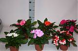 Бальзамин (Импатиенс) - Impatiens mix  D10 H20