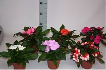Бальзамин (Импатиенс) - Impatiens mix  D10 H20