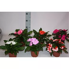 Бальзамин (Импатиенс) - Impatiens mix  D10 H20