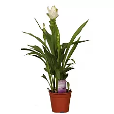 Куркума белая - Curcuma Siam Spring D13 H50