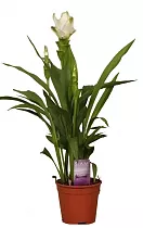 Куркума белая - Curcuma Siam Spring D13 H50