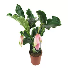 Мединилла великолепная розовая - Medinilla J'adore Dolce Vita D18 H65