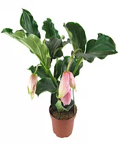 Мединилла великолепная розовая - Medinilla J'adore Dolce Vita D18 H65