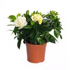 Гардения жасминовидная - Gardenia Jasminoides D15 H25