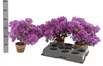 Бугенвиллея Александра пурпурная - Bougainvillea Alexandra D20 H40