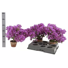 Бугенвиллея Александра пурпурная - Bougainvillea Alexandra D20 H40