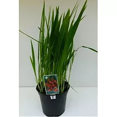 Крокосмия Кармин Бриллиант ораньжевая - Crocosmia Carmine Brilliant D18 H70