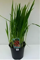 Крокосмия Кармин Бриллиант ораньжевая - Crocosmia Carmine Brilliant D18 H70