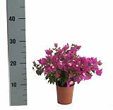 Бугенвиллея Александра пурпурная - Bougainvillea Alexandra D12 H25