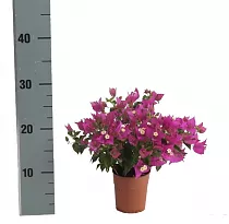 Бугенвиллея Александра пурпурная - Bougainvillea Alexandra D12 H25
