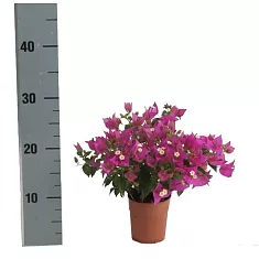 Бугенвиллея Александра пурпурная - Bougainvillea Alexandra D12 H25