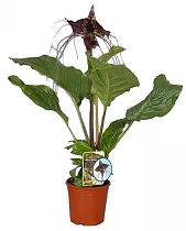 Такка черная - Tacca Black Beauty D20 H70