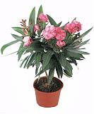 Олеандр Нериум розовая - Nerium Oleander D21 H50
