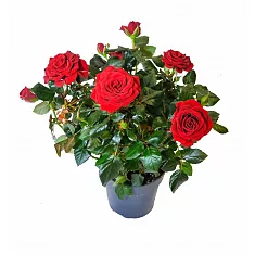 Роза красная кордана -  Isabel Hit D12 H35