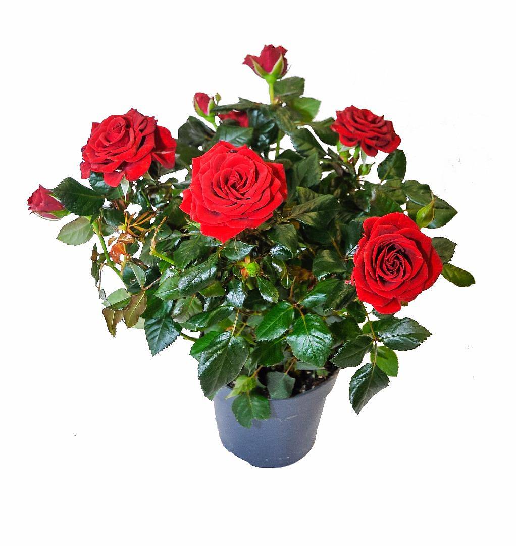 Роза красная - Rosa Isabel Hit D12 H35
