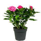 Цветущая Роза розовая - Kerri Parade D10/35