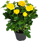 Роза желтая -  Isabel Hit D18 / 45