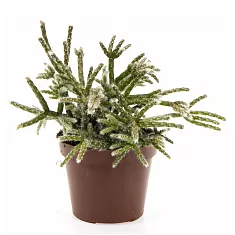 Рипсалис опушенноплодный (пилокарпа) - Rhipsalis pilocarpa D9 H12