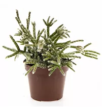 Рипсалис опушенноплодный (пилокарпа) - Rhipsalis pilocarpa D9 H12