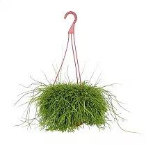 Рипсалис волосовидный - Rhipsalis capilliformis D18 H30