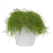 Рипсалис волосовидный - Rhipsalis capilliformis D9 H12