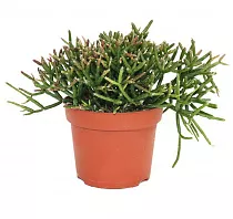 Рипсалис цереусовидный (цереускула) - Rhipsalis cereuscula D9 H15