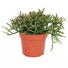 Рипсалис цереусовидный (цереускула) - Rhipsalis cereuscula D9 H15