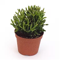 Рипсалис ужасный - Rhipsalis baccifera ssp horrida D10 H10