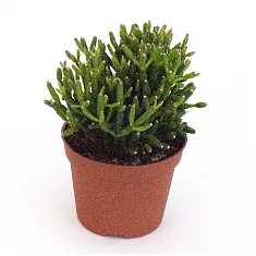Рипсалис ужасный - Rhipsalis baccifera ssp horrida D10 H10