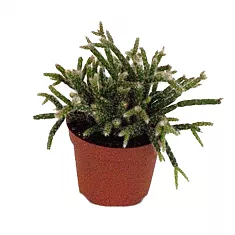 Рипсалис опушенноплодный (пилокарпа) - Rhipsalis pilocarpa D10 H12