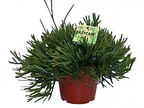 Рипсалис - Rhipsalis ewaldiana D10 H12