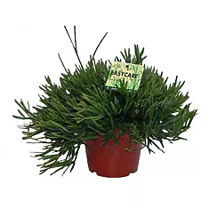 Рипсалис - Rhipsalis ewaldiana D10 H12